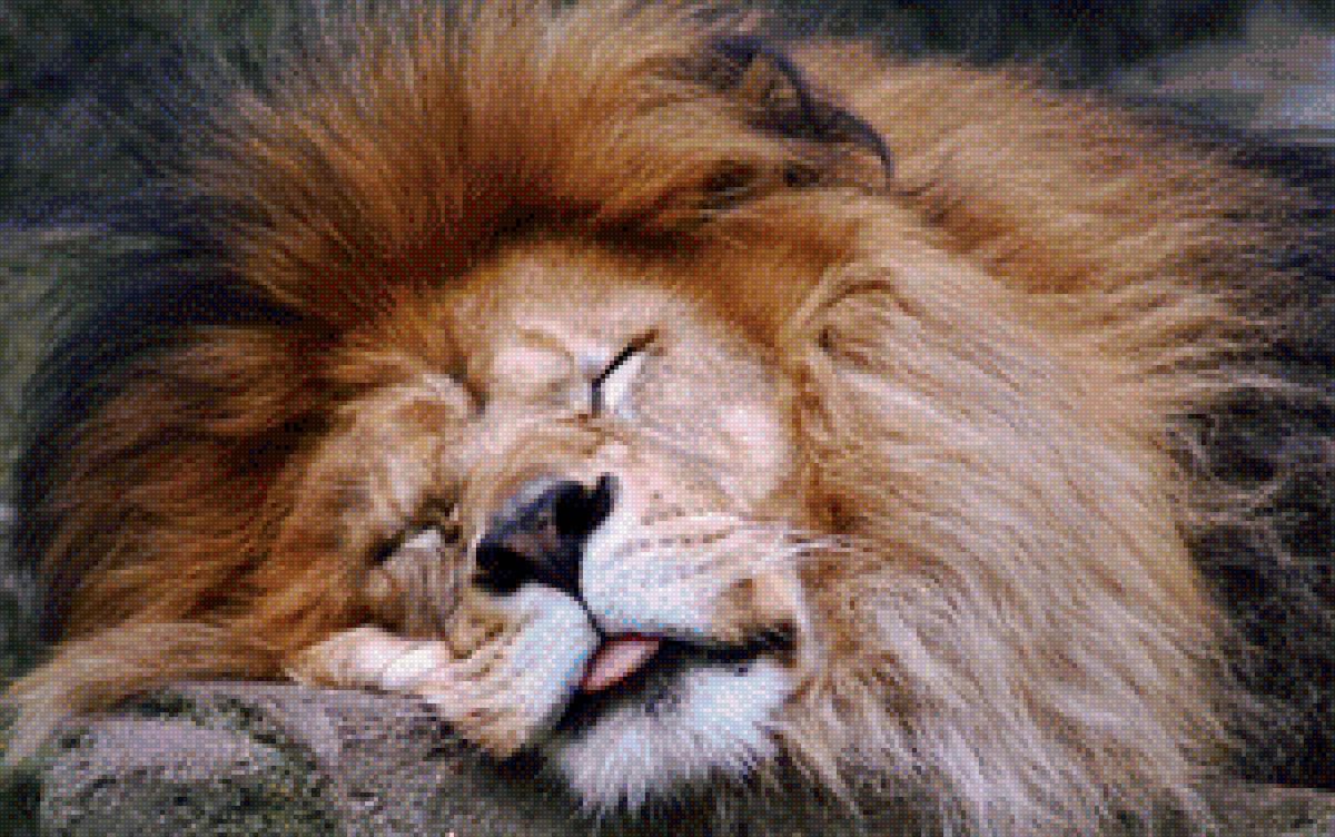 Сладких снов - животные лев - предпросмотр