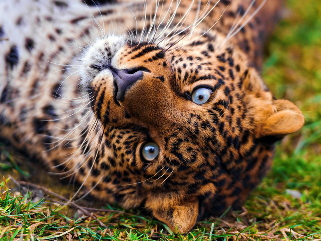 Леопард - животные леопард - оригинал