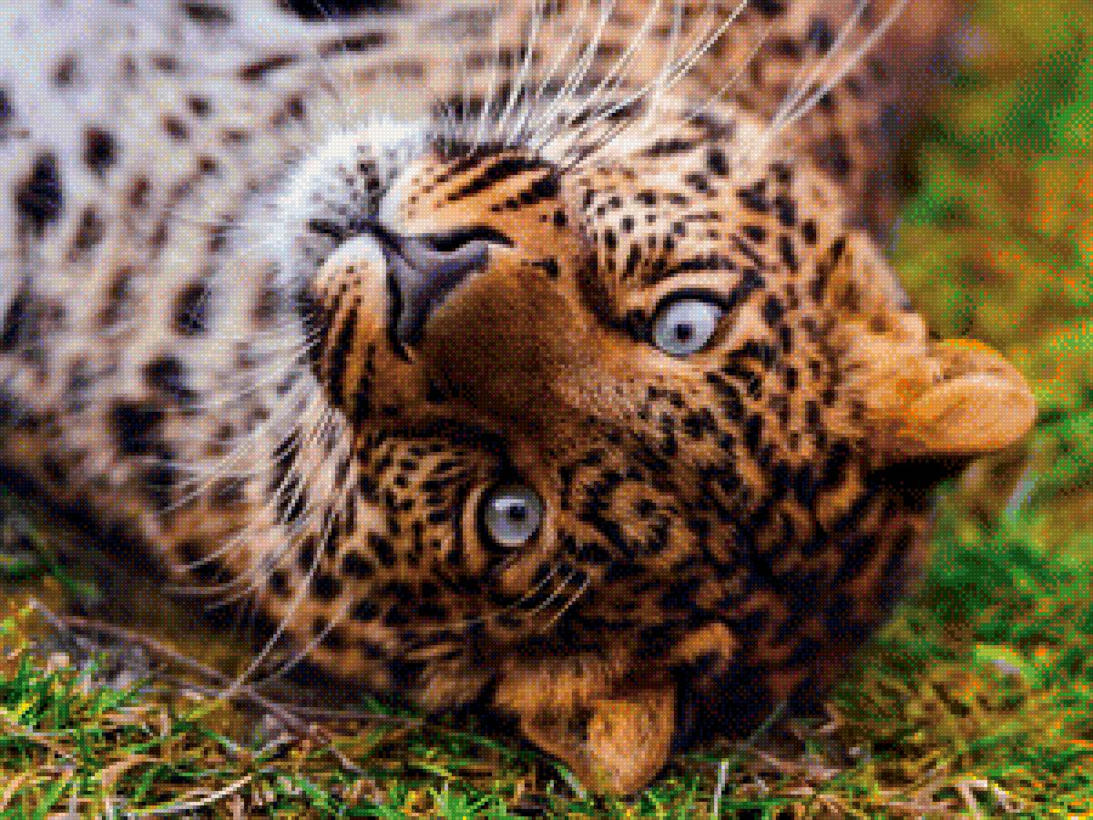 Леопард - животные леопард - предпросмотр