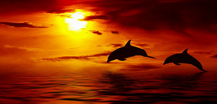 На закате - закат, дельфины, море - оригинал