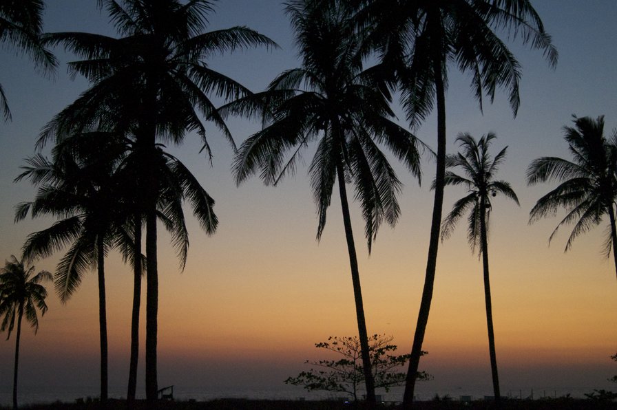 Пальмы - пальма пляж закат - оригинал