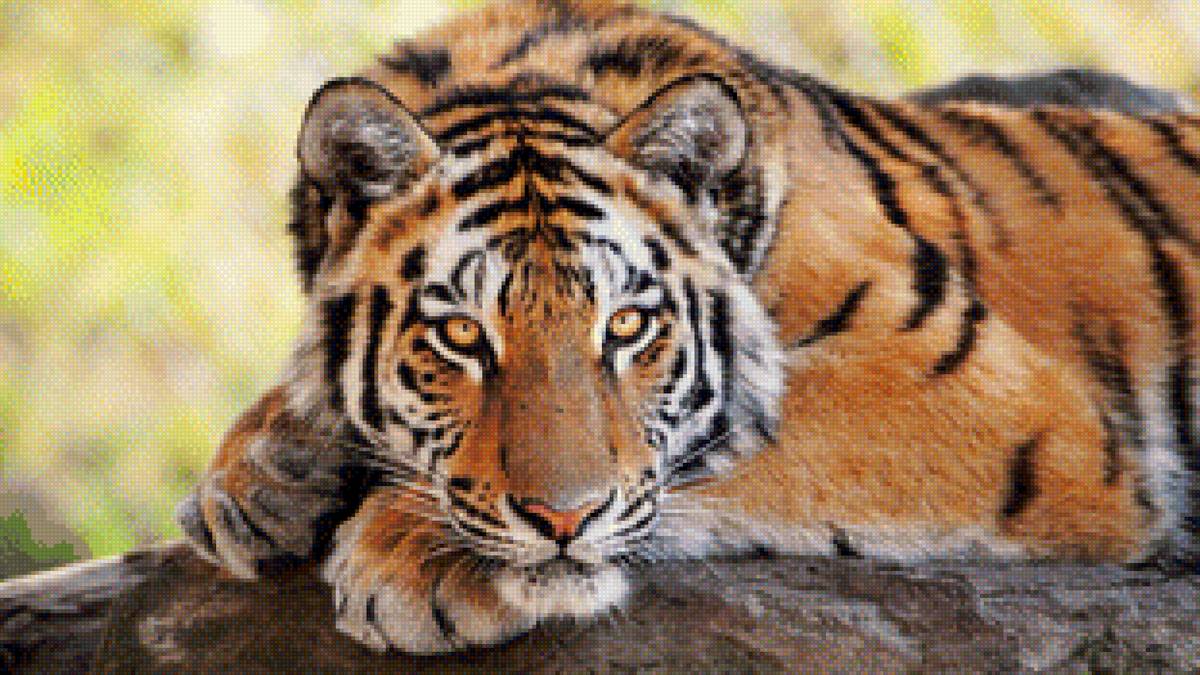 Тигр - животные кошка - предпросмотр
