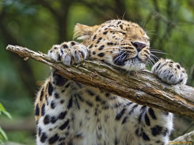 Леопард - животные кошка леопард - оригинал