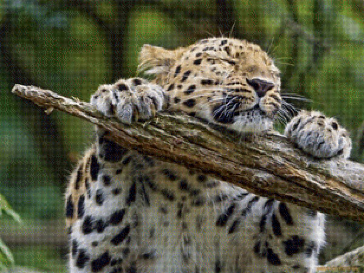 Леопард - животные кошка леопард - предпросмотр
