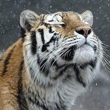 Блаженство тигра
