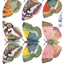 Оригинал схемы вышивки «бабочки» (№1414642)