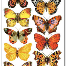 Оригинал схемы вышивки «бабочки» (№1414645)