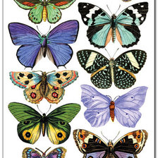 Оригинал схемы вышивки «бабочки» (№1414646)
