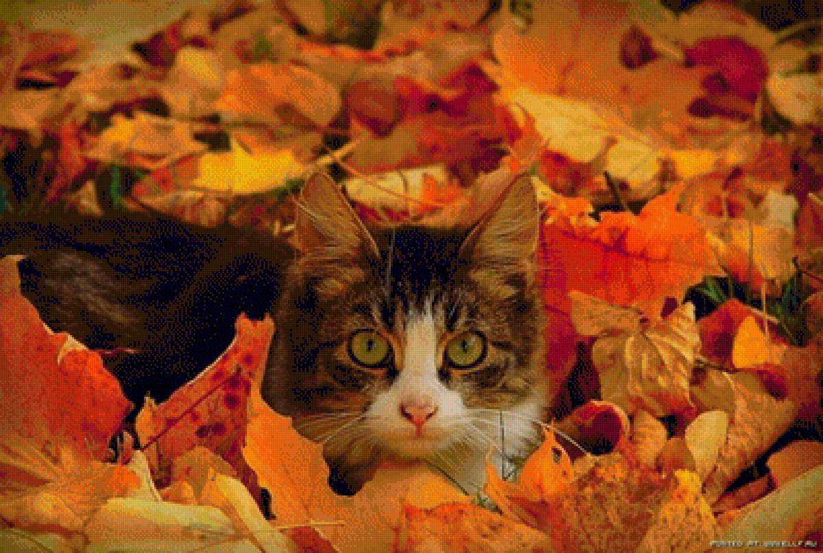 кот в осенних листьях - кошка.листья.осень - предпросмотр