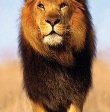 Гордый лев