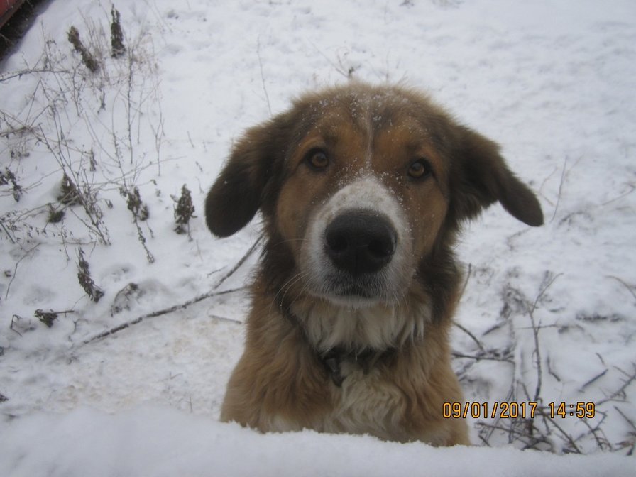 Соседский пес "Шайн" - морда, собака, снег - оригинал