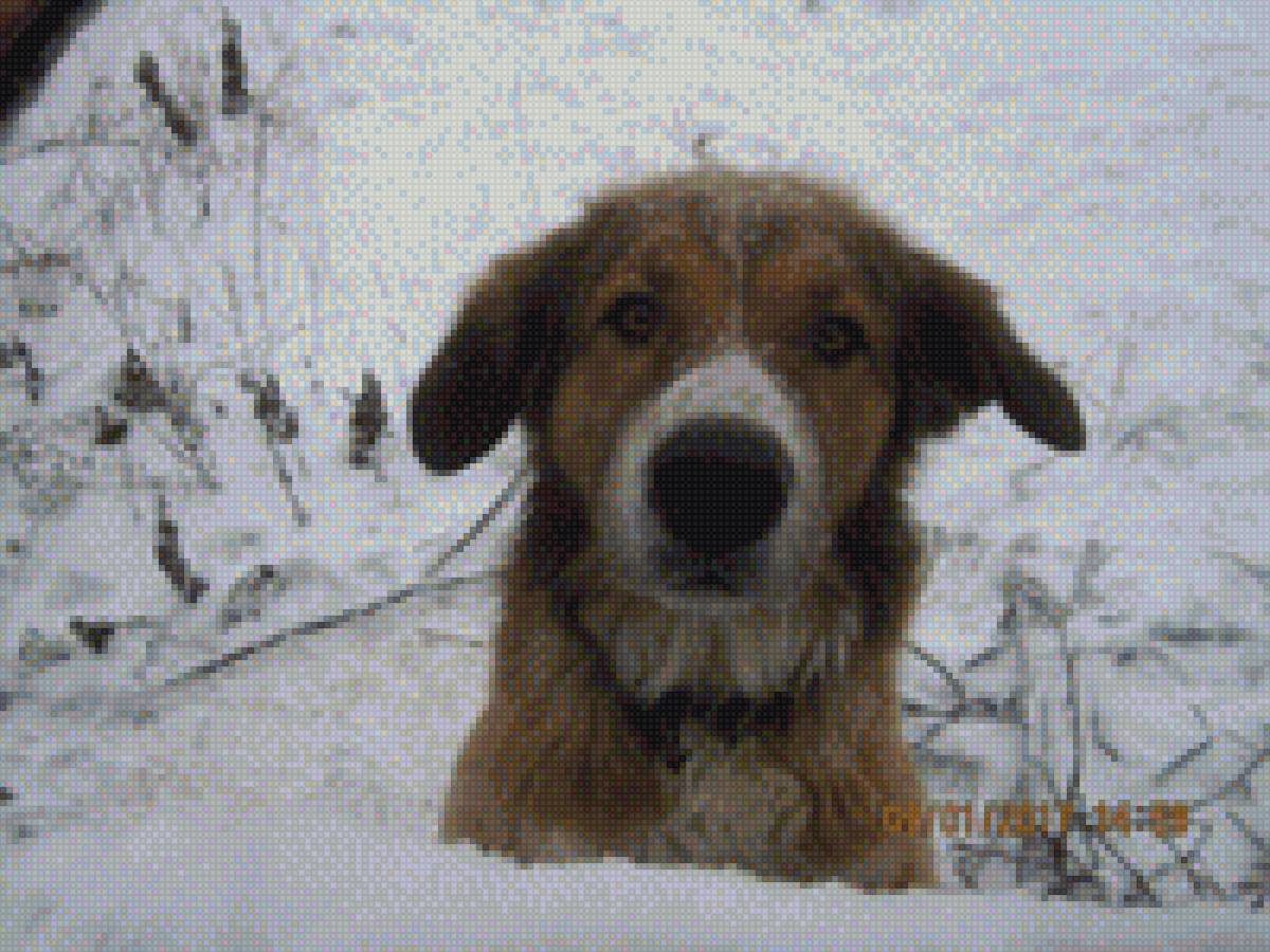 Соседский пес "Шайн" - собака, морда, снег - предпросмотр