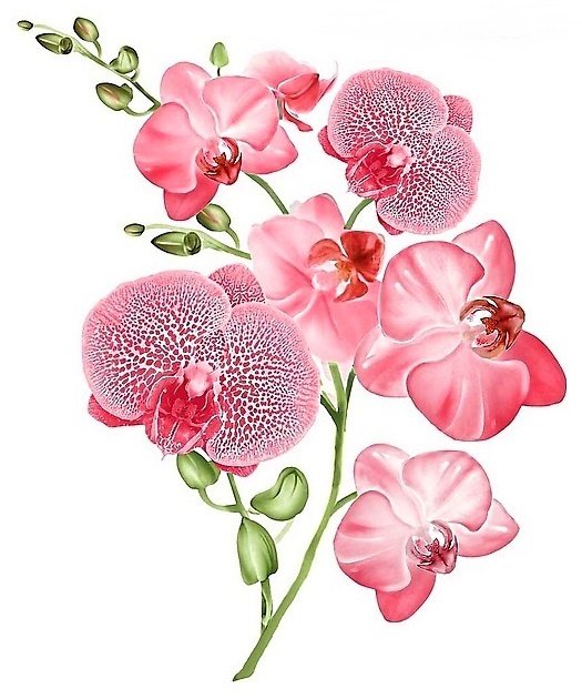 розовая орхидея - орхидея, розовые цветы - оригинал