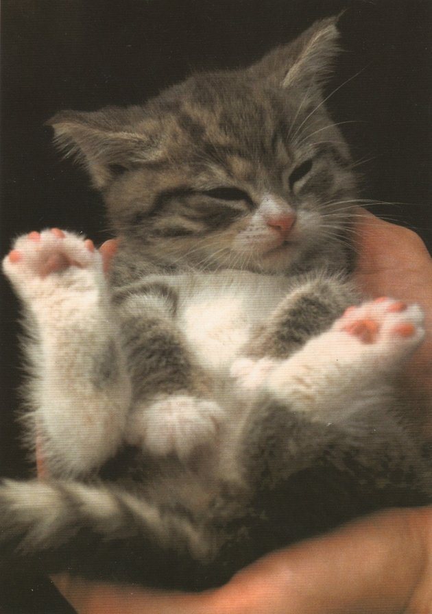 маленький котенок  на руках - котенок на ладонях, серый котенок, котенок - оригинал