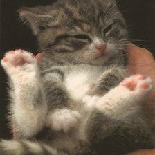 маленький котенок  на руках