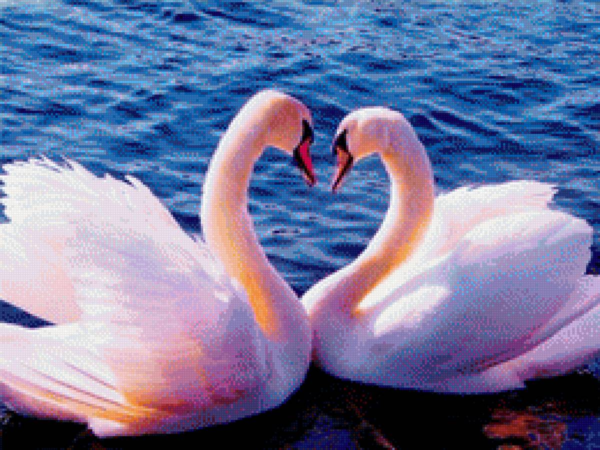 Лебединая верность - любовь, вода, пара лебедей, лебеди - предпросмотр