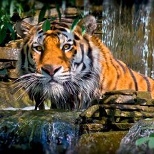 тигр на природе