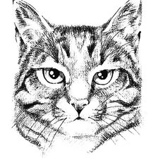 Оригинал схемы вышивки «Мудрый кот» (№1431591)