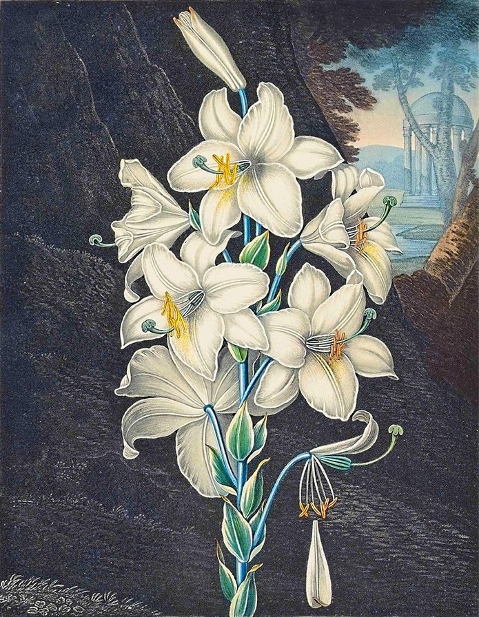 белые цветы - лилии, белые цветы, лилия - оригинал
