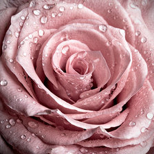 Розовая роса !