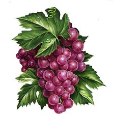 Оригинал схемы вышивки «виноград» (№1435945)