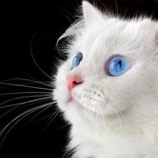 Схема вышивки «Белый кот»
