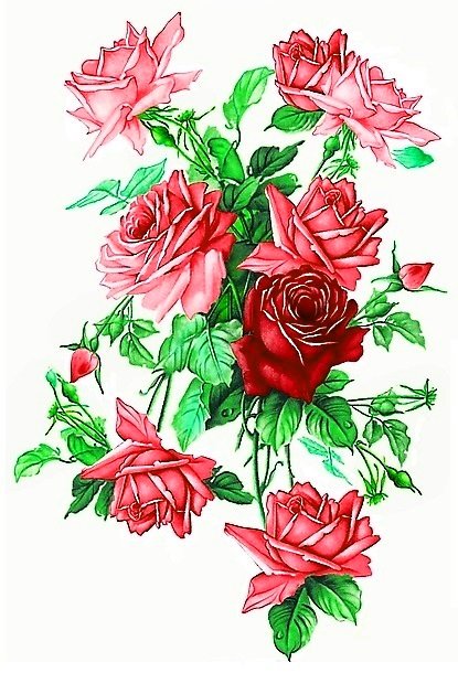 роза нежная - красные цветы, розы, розовые цветы, роза - оригинал