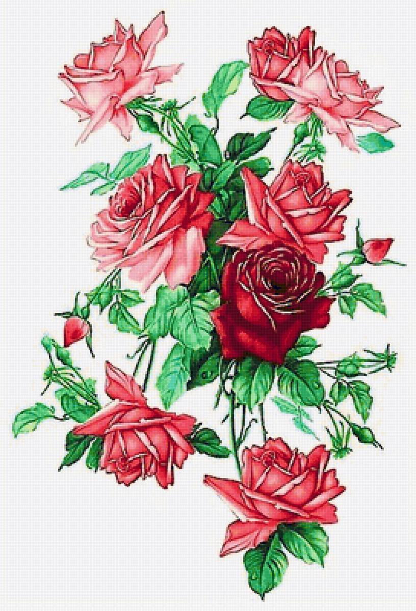 роза нежная - розы, роза, красные цветы, розовые цветы - предпросмотр