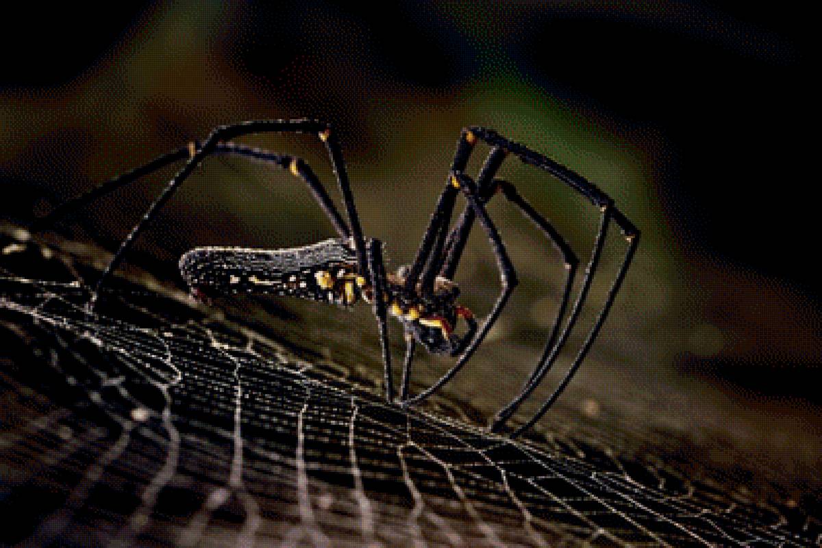 Паук-золотопряд - фото, паук, животные, природа - предпросмотр