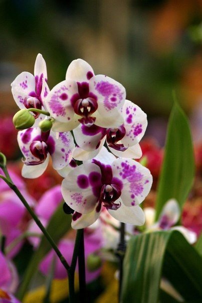 орхідея - квіти - оригинал