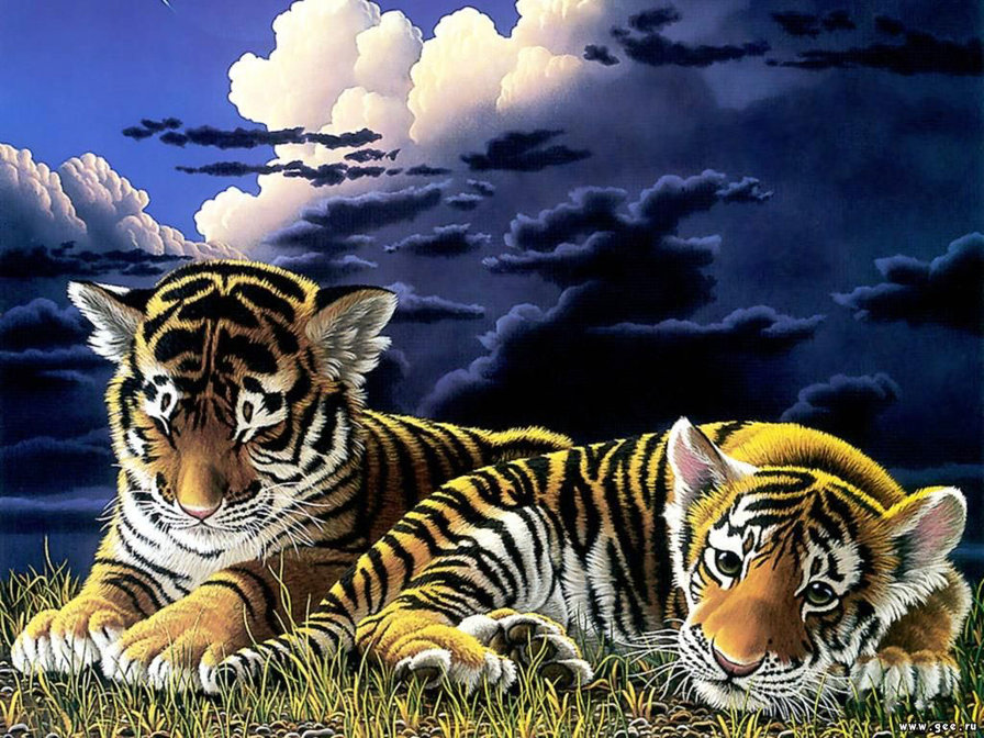 тигрята - животные, тигры - оригинал