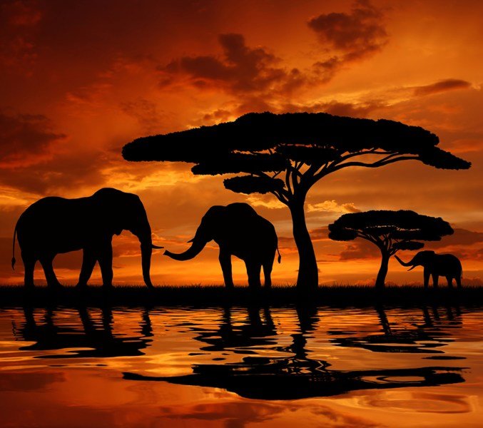 африка - пейзаж слоны - оригинал