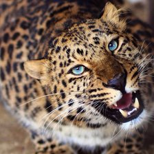 Леопард000