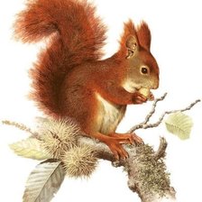 Оригинал схемы вышивки «red squirrel» (№1441983)