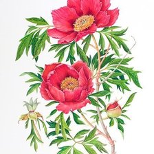 Оригинал схемы вышивки «цветы» (№1443209)