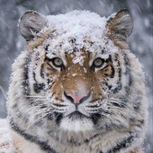 Оригинал схемы вышивки «тигр в снегу» (№1444149)