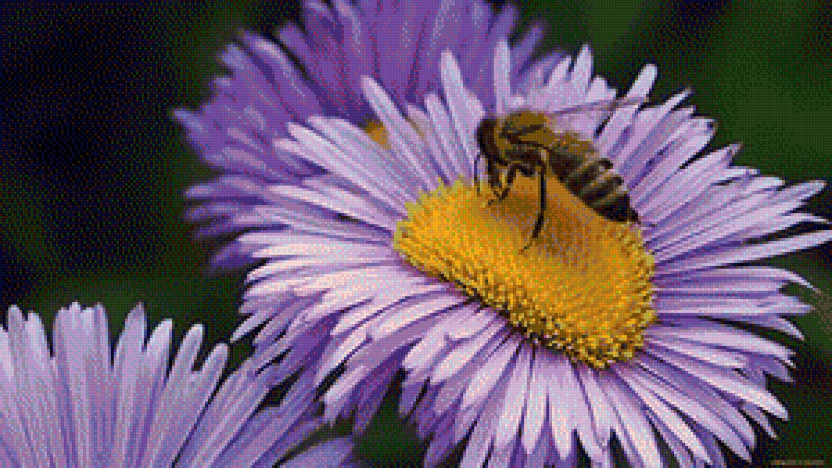 пчела на цветке - пчелка, цветы - предпросмотр