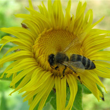 пчелка на подсолнухе