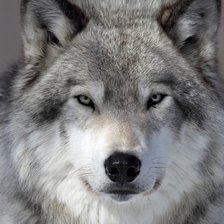 Оригинал схемы вышивки «волк» (№1450356)