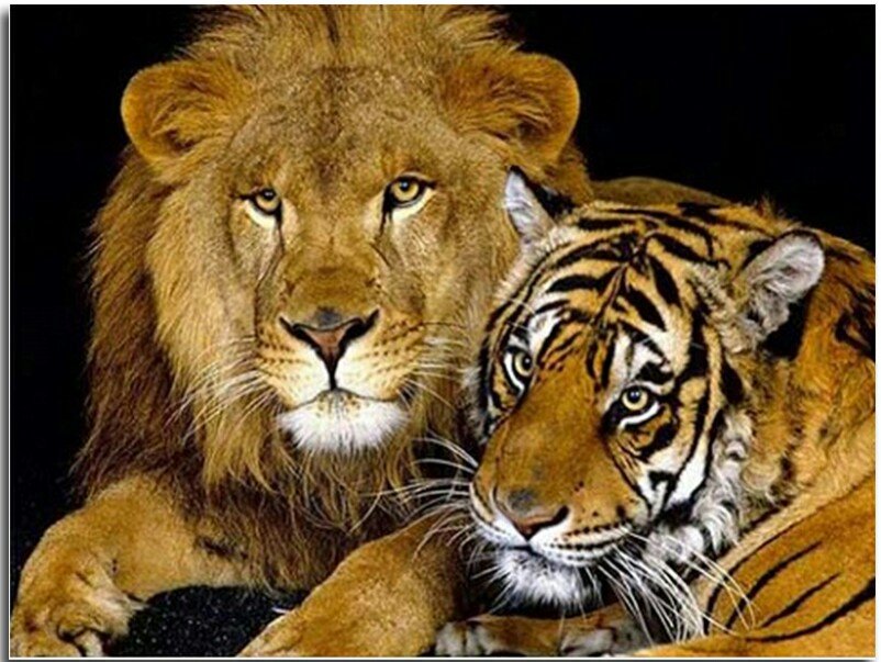 Лев и тигр - вышивка крестом - оригинал