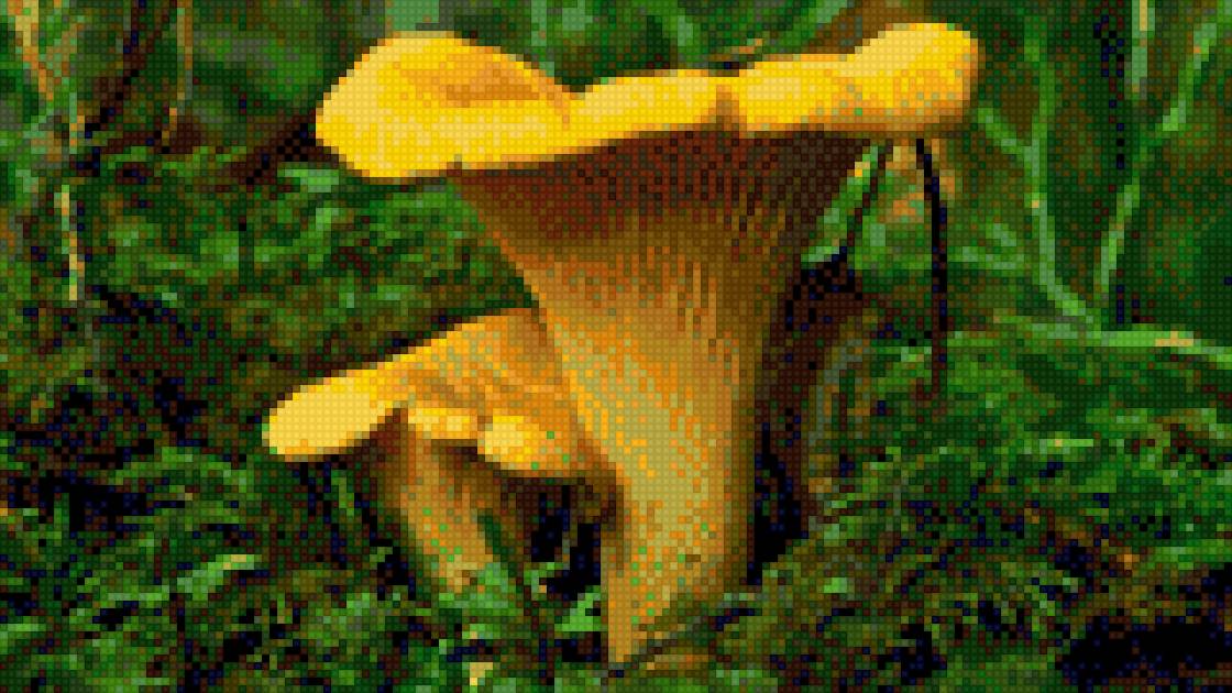 лисички - грибы - предпросмотр