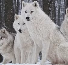 Оригинал схемы вышивки «белые волки» (№1456090)