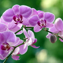 Моя орхидея
