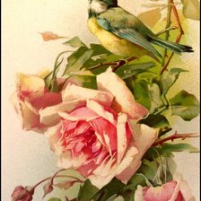 Оригинал схемы вышивки «Синичка и роза» (№1460381)