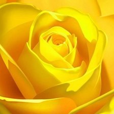 Оригинал схемы вышивки «желтая роза» (№1465641)