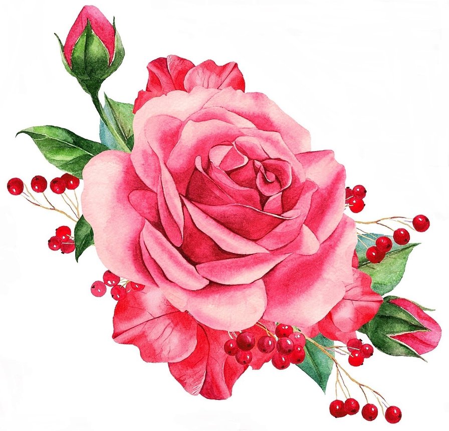 роза нежная - роза, розы, розовые цветы - оригинал