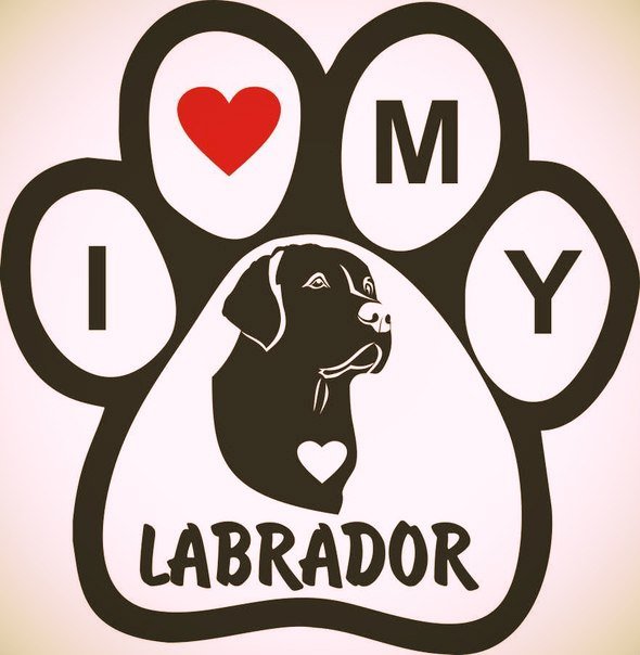 I love my labrador - любовь, собаки, лабрадор - оригинал