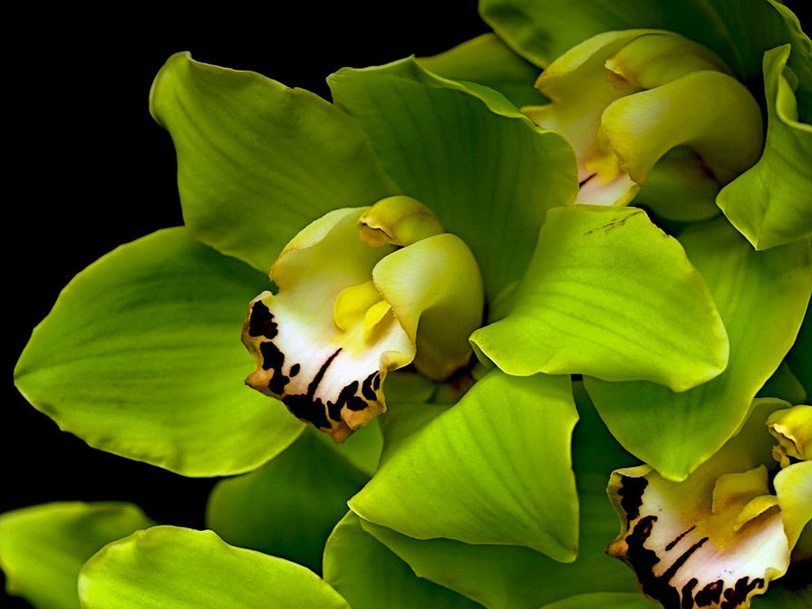 Зеленая орхидея - цветы, природа - оригинал