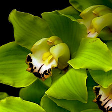 Оригинал схемы вышивки «Зеленая орхидея» (№1469940)