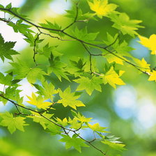 Солнечные листья